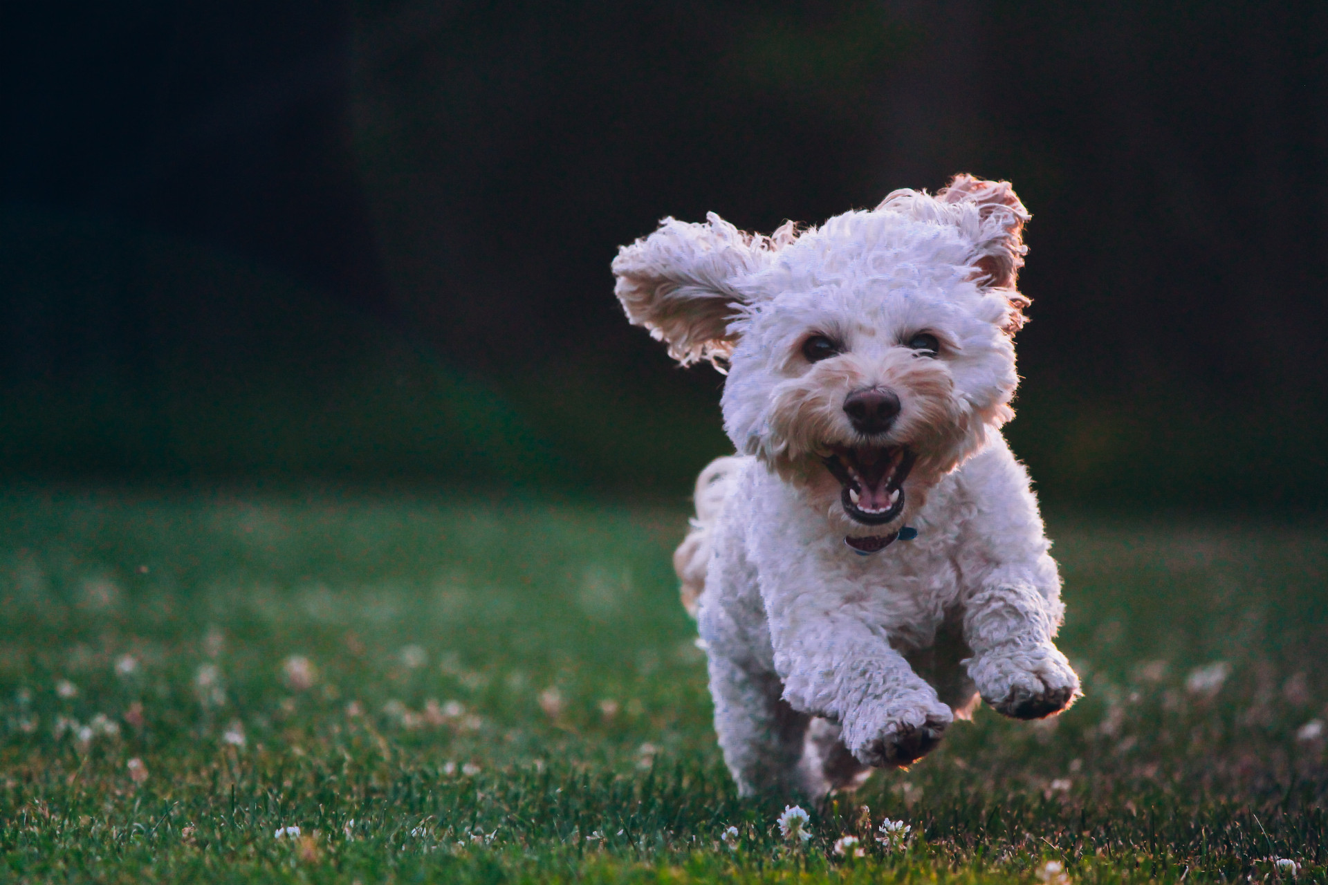 Malý pes uteká po tráve