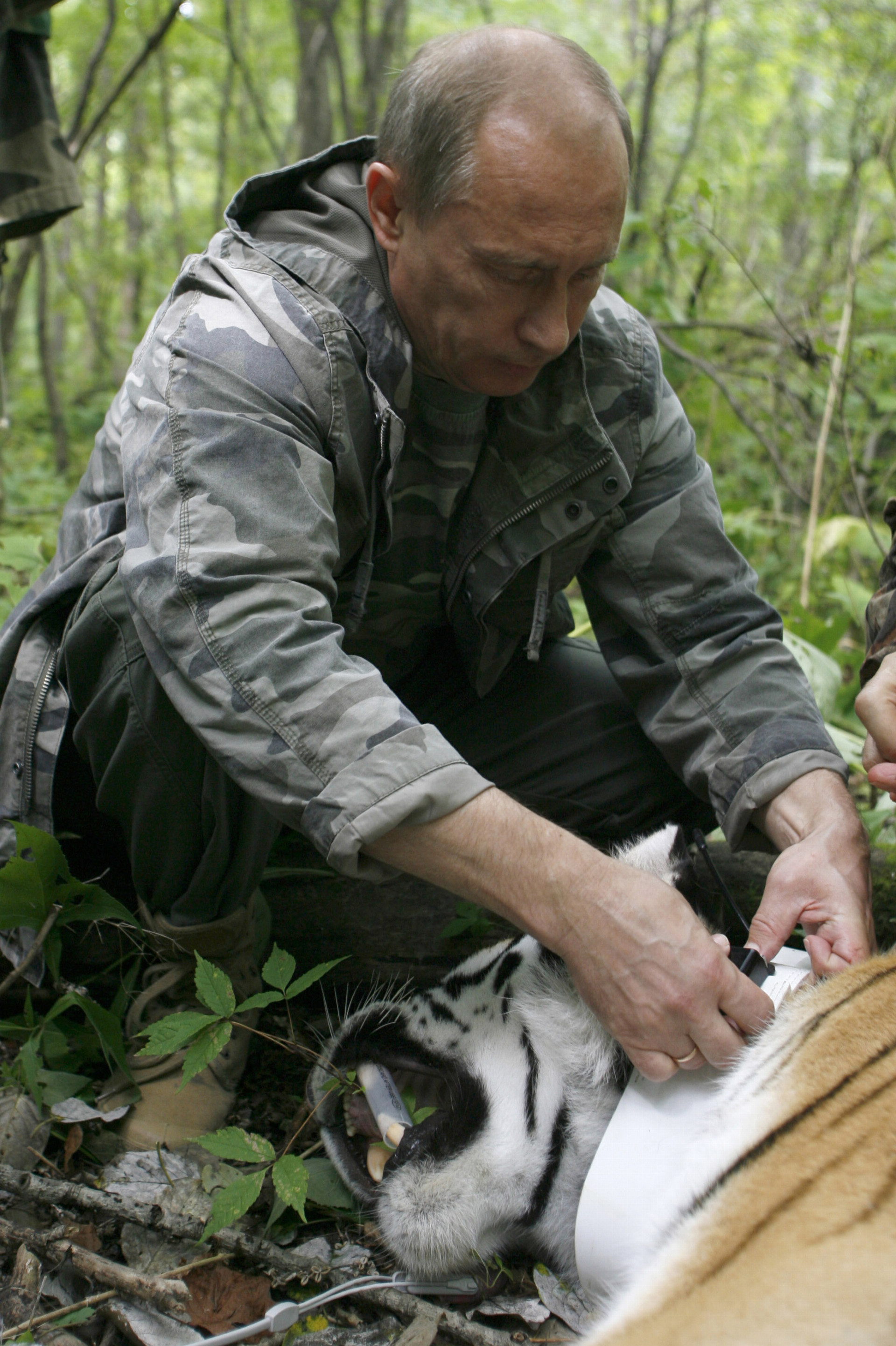 Vladimir Putin sa veľmi angažuje v boji za záchranu ohrozeného tigra ussurijského 