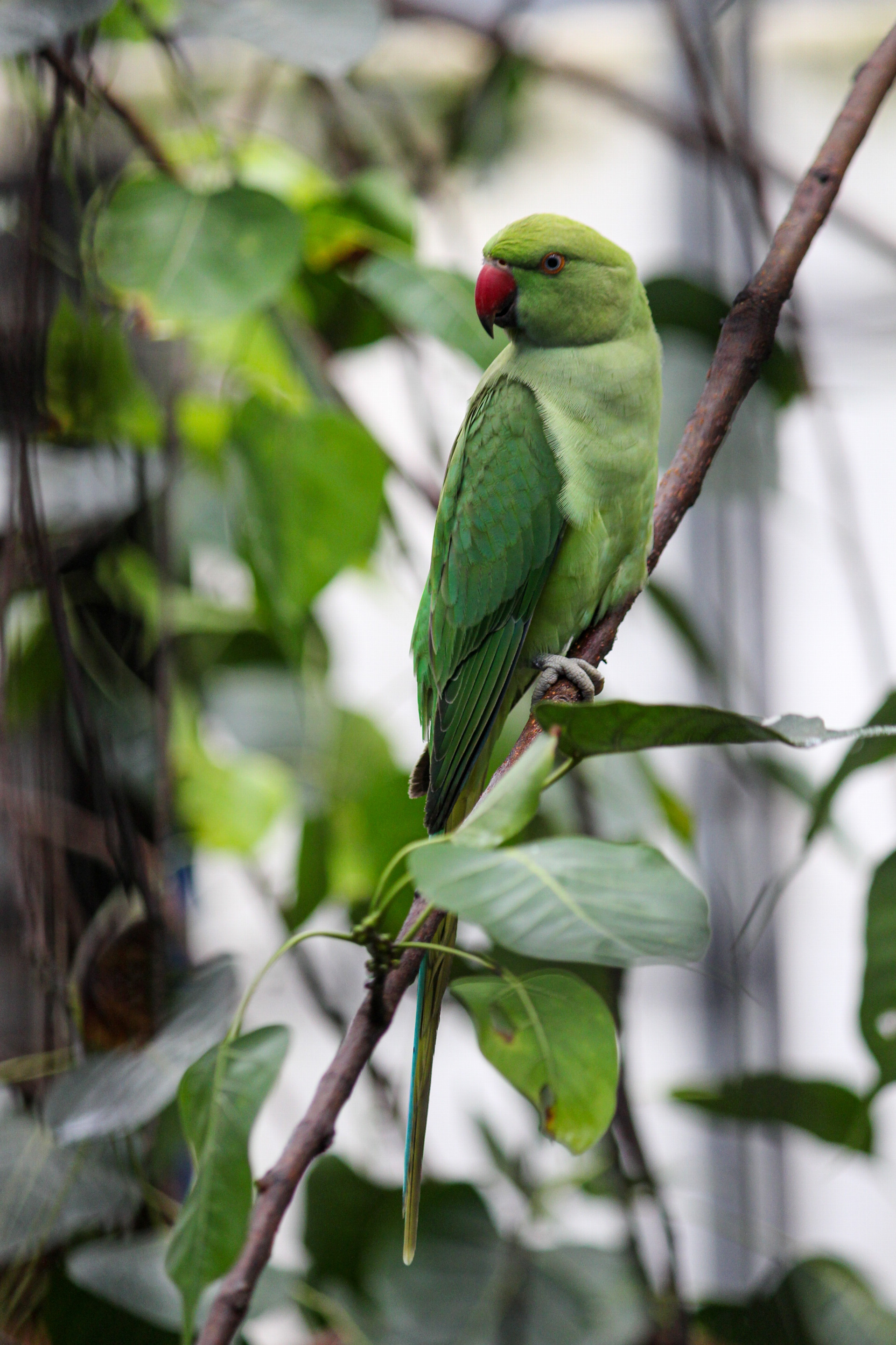 Papagáje v Indii boli tak intoxikované makom, že narážali do stromov a konárov (ilu)