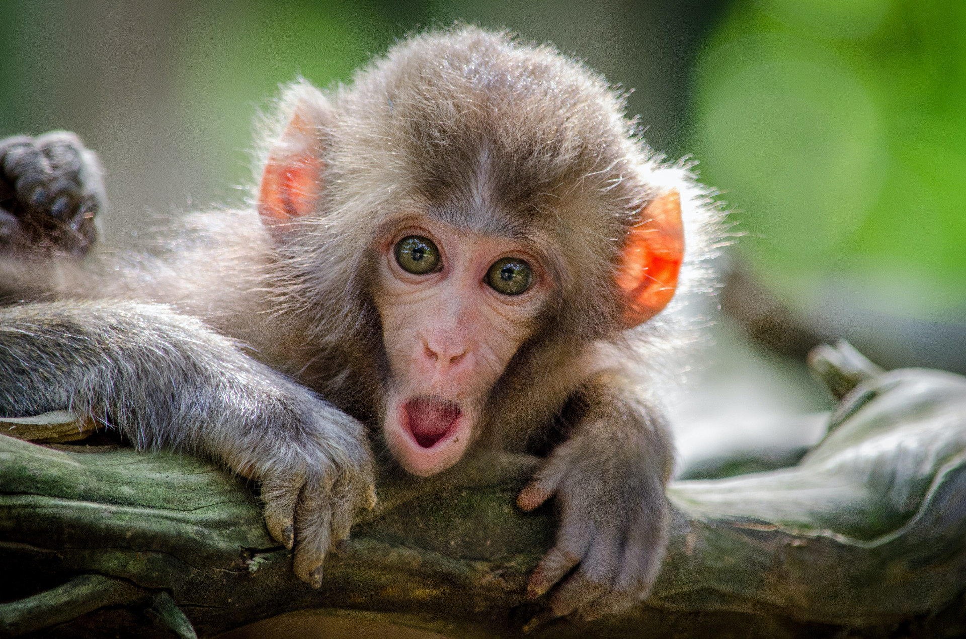 Opice kedysi dokázali pojesť fermentovanú 