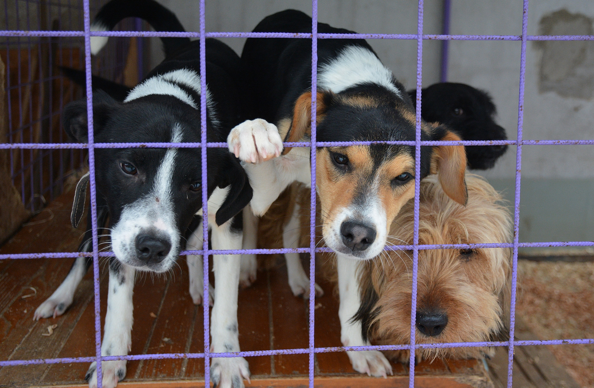 Útulok Tuláčik zachránil už 8 000 psíkov v núdzi, za projektom stoja štyri mladé ženy