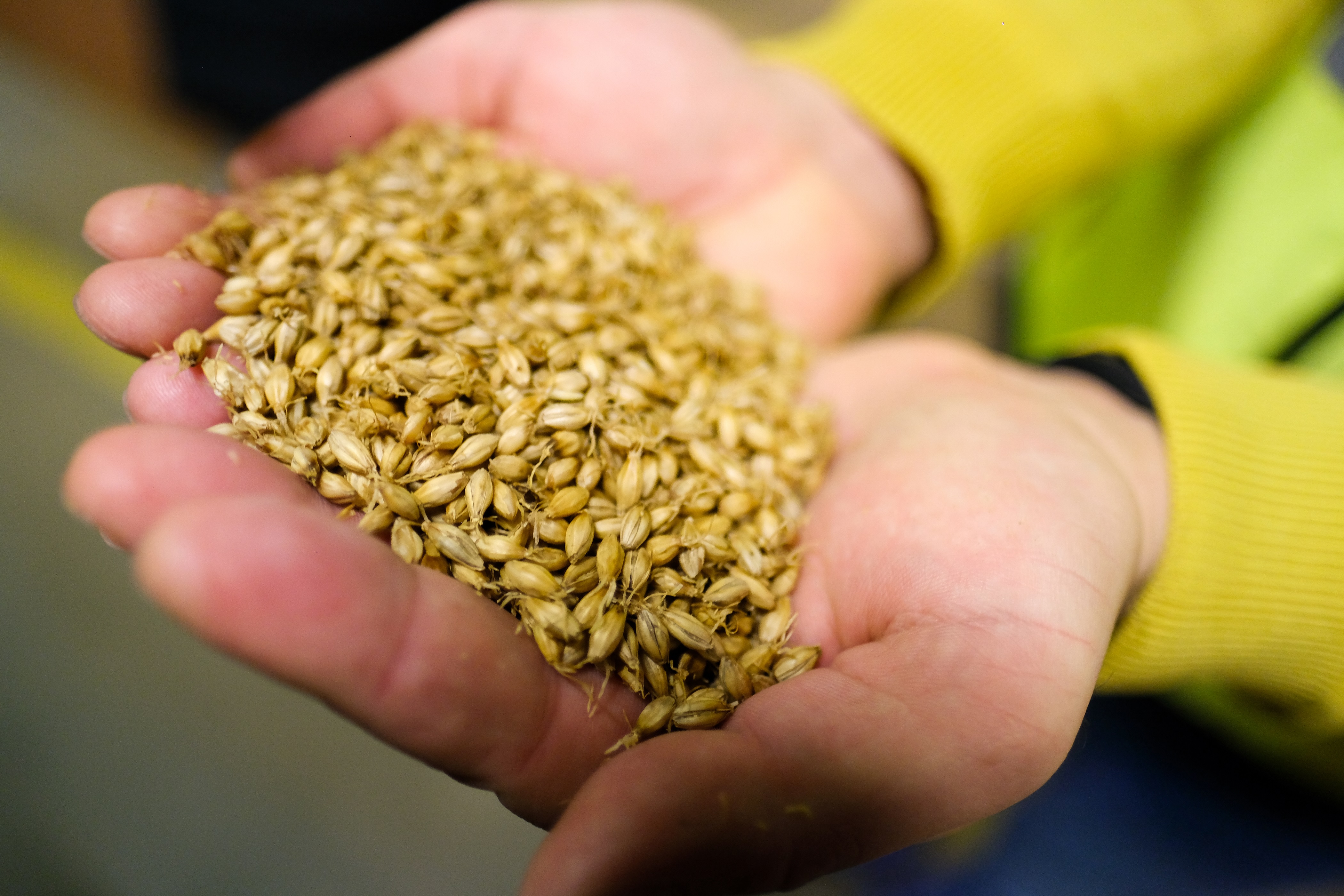 Manažér hurbanovskej sladovne