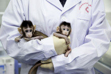Prvé naklonované dvojičky primátov na svete