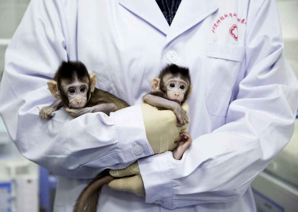 Prvé naklonované dvojičky primátov na svete