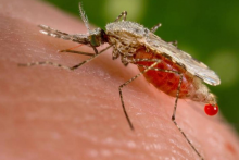 komar malaria