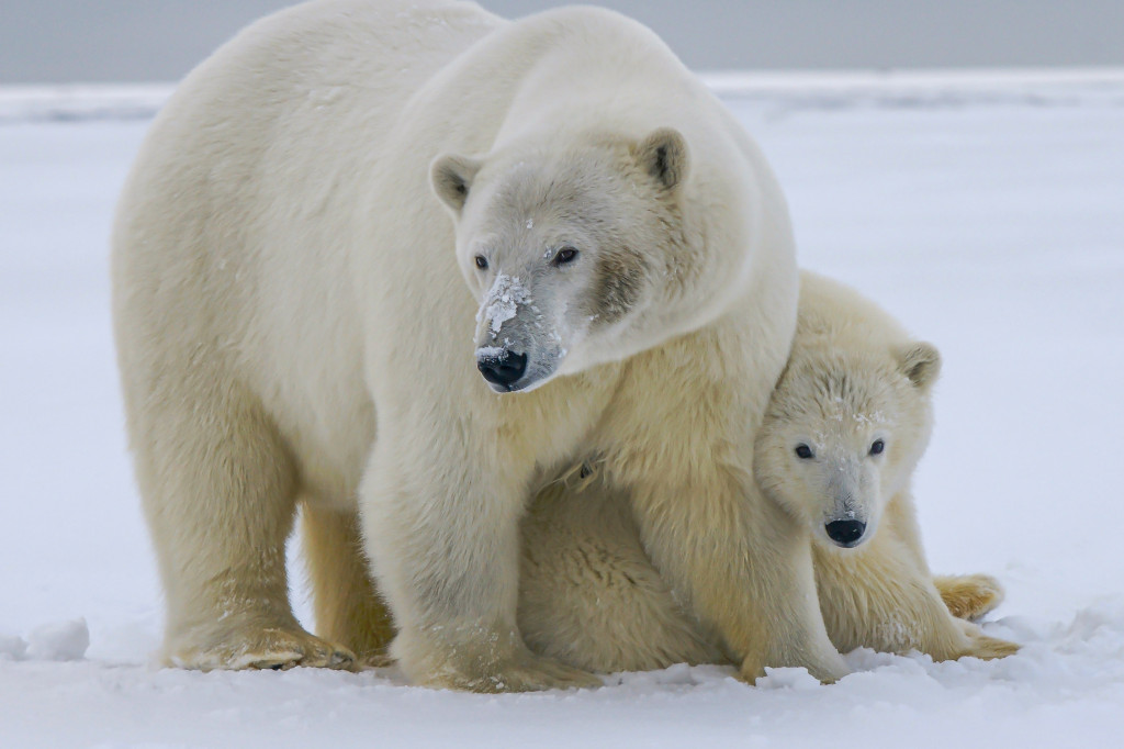 Ak sa naplní hrozivá predpoveď vedcov, polárne medvede vyhynú do konca tohto storočia (ilu)