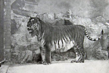 Tigre sú na tom celkovo zle. A tiger kaspický je od 70. rokov vyhynutý.