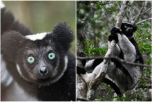 Lemury vraj dokážu spievať: Ide o prvých primátov okrem človeka, ktoré rozoznajú kategorický rytmus (ilu)