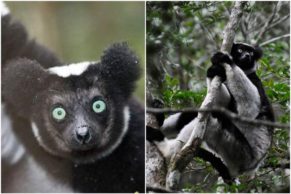 Lemury vraj dokážu spievať: Ide o prvých primátov okrem človeka, ktoré rozoznajú kategorický rytmus (ilu)