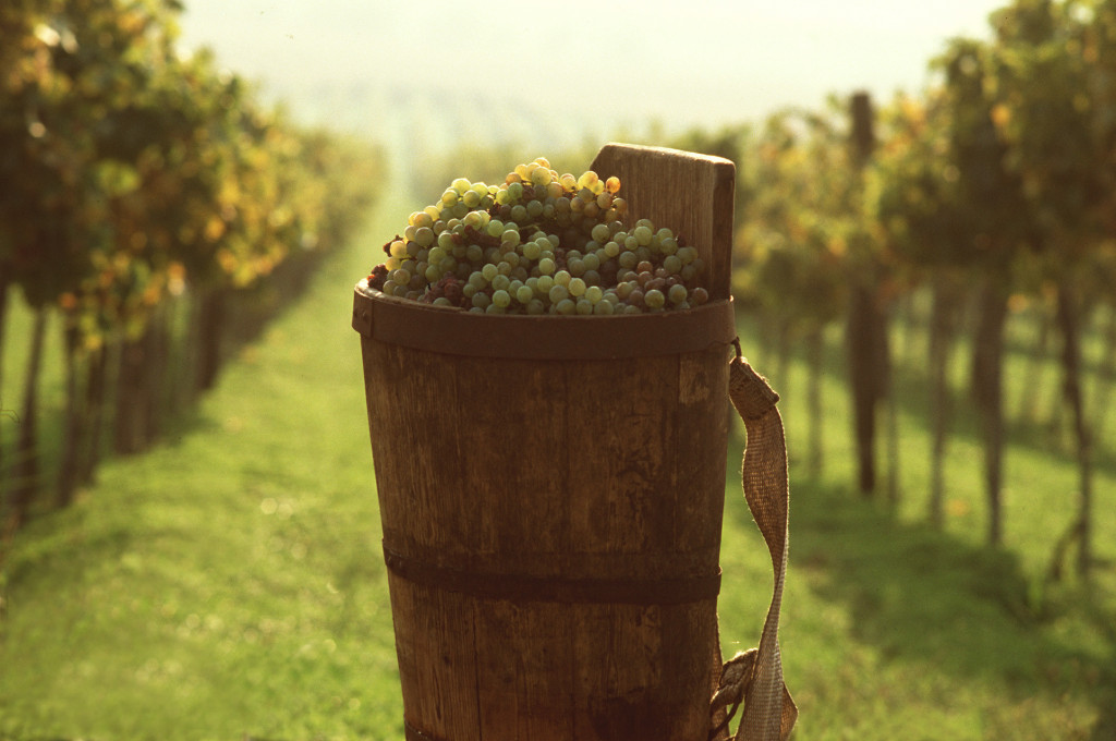 Historicky známy Tokajský región sa venuje produkcii vína a pestovaniu hrozna v úrodných viniciach. Titul "kráľ vín a víno kráľov" si nesie už 450 rokov. 
Lásku k tomuto maďarskému pokladu si zamilovali aj korunované hlavy štátov, ako ruskí cári, poľskí králi či sám rímsky pápež.
Nenechajte si preto pri návšteve Maďarska ujsť prehliadku Tokajského Múzea a slávnej histórie, naprieč dejinami, keď bolo tokajské víno využívané aj ako liek. Odmenou vám bude aj neuveriteľný výhľad, ktorý sa vám naskytne z vrcholkov viníc. 
