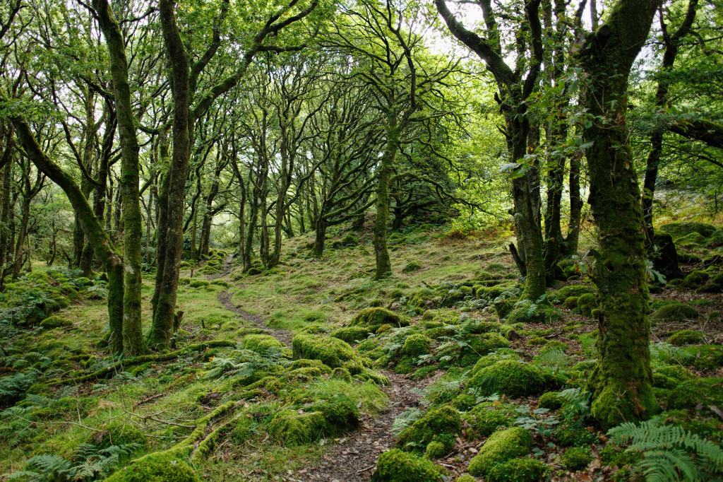 stromy vo Walese