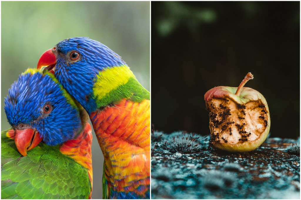 Austrálske papagáje sa dokážu opiť zo zhnitého ovocia. Sú vystavené veľkému nebezpečenstvu (ilu)