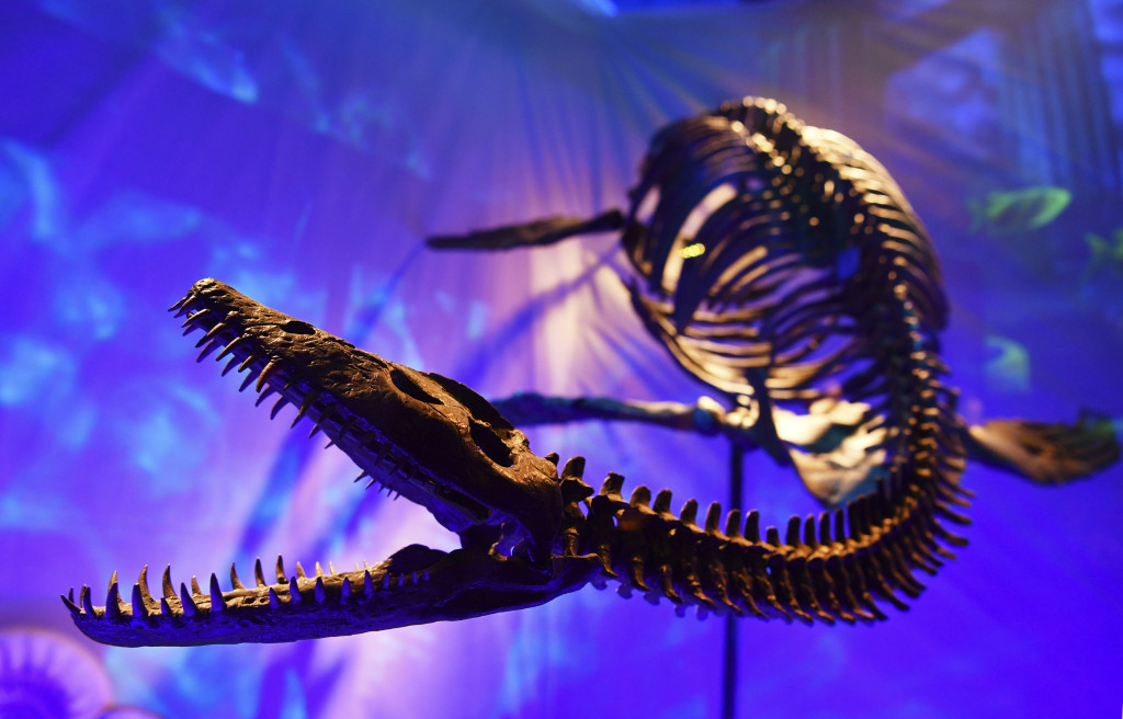 Neuveriteľný objav v Číne. Vedci našli dokonale zachované embryo dinosaura staré desiatky miliónov rokov (ilu)