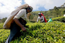 Srí Lanka ročne vyprodukuje 340 miliónov kilogramov čaju a z jeho vývozu získa 1,24 miliardy dolárov.