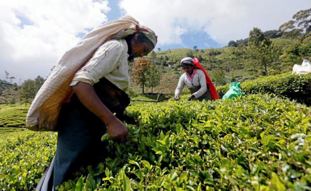 Srí Lanka ročne vyprodukuje 340 miliónov kilogramov čaju a z jeho vývozu získa 1,24 miliardy dolárov.
