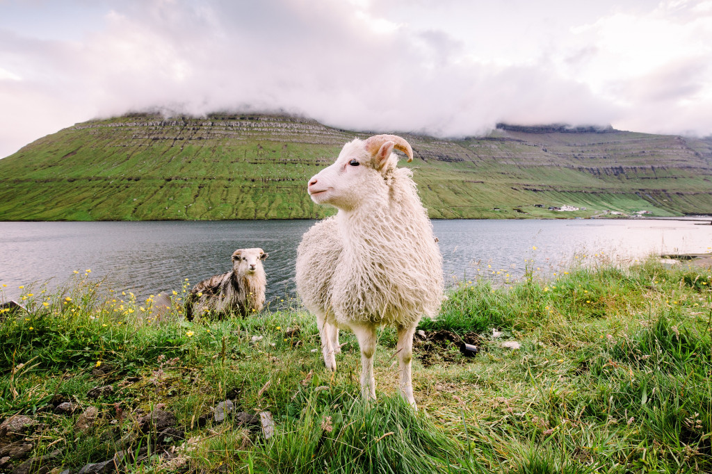 Ovce na Faerských ostrovoch
