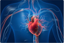 Tiež sa ti občas rozbúši srdce? Ak si žena, žiadne prekvapenie.Srdce ti bije rýchlejšie ako mužom. Tento orgán vykoná za život až 300 miliárd úderov a prepumpuje asi 180 miliónov litrov krvi. Aorta, do ktorej srdce pumpuje okysličenú krv, má priemer skoro ako záhradná hadica.V tele sa nachádza 100 000 km tepien, žíl a vlásočníc (dvakrát viac, než meria obvod Zeme).