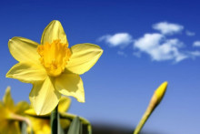 Narcis. Žlté kvety vyžarujú energiu. Presne taký je narcis, reprezentuje kreativitu, vitalitu a inšpiráciu.