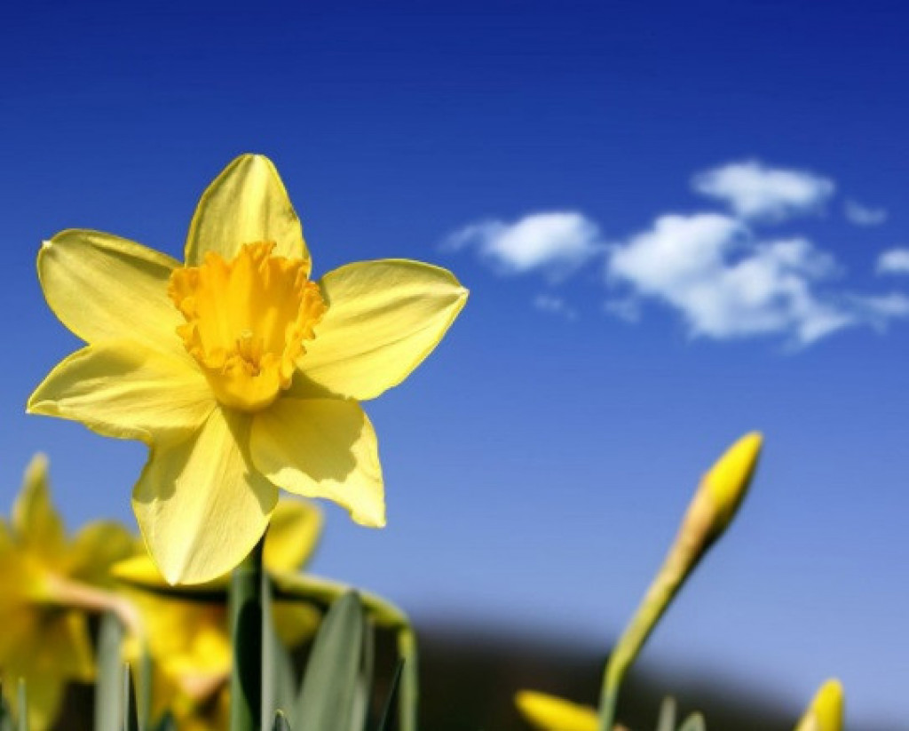 Narcis. Žlté kvety vyžarujú energiu. Presne taký je narcis, reprezentuje kreativitu, vitalitu a inšpiráciu.