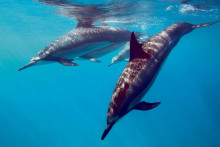 Delfíny v Čiernom mori