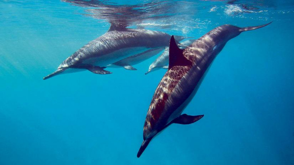 Delfíny v Čiernom mori