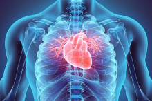 Srdce je svalový orgán, ktorý funguje ako pumpa.