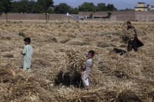 Pakistanskí farmári zbierajú pšenicu, ilustračný obrázok.