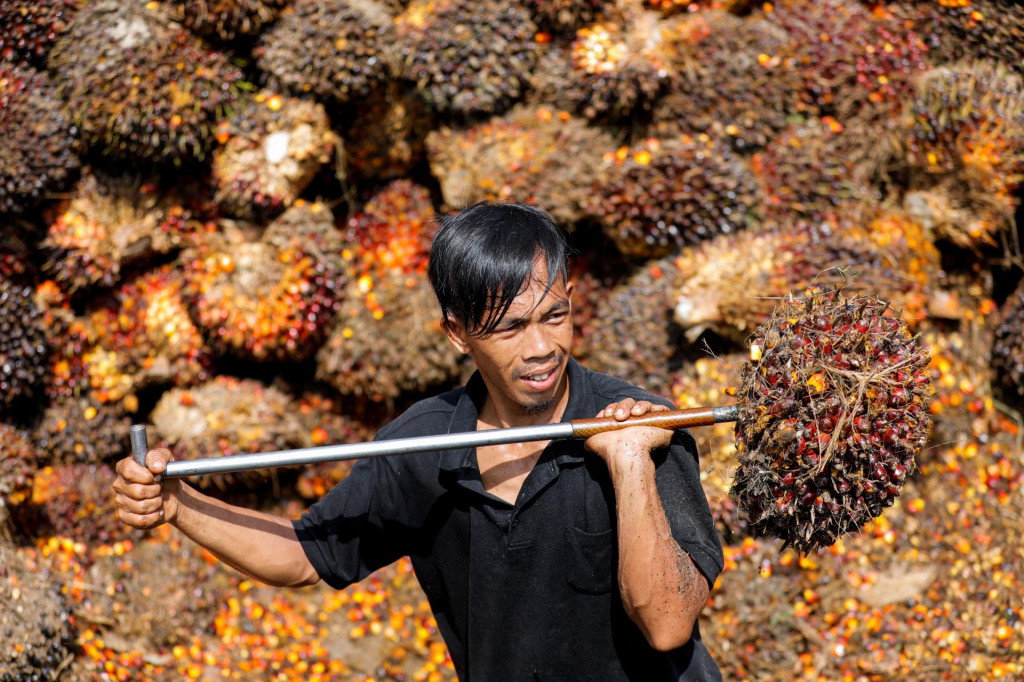 Palmový olej. FOTO: Reuters