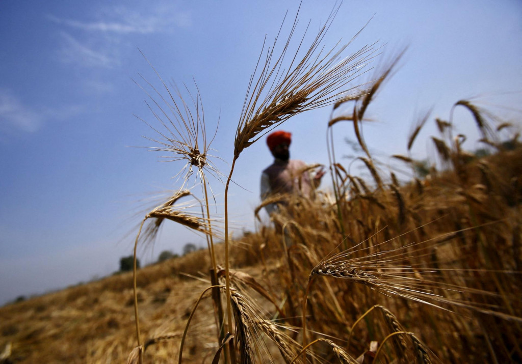 India vyhlásila embargo na pšenicu. FOTO: Reuters