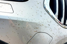 Hmyz sa dokáže do laku vozidla, najmä počas horúcich letných dní, účinne zapiecť. Odstránenie je potom ešte zložitejšie a následky vážnejšie.