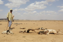 &lt;p&gt;Archívna fotografia, kde muž pozerá na mŕtvoly zvierat, ktoré uhynuli v dôsledku sucha na severe Somálska. FOTO: REUTERS&lt;/p&gt;