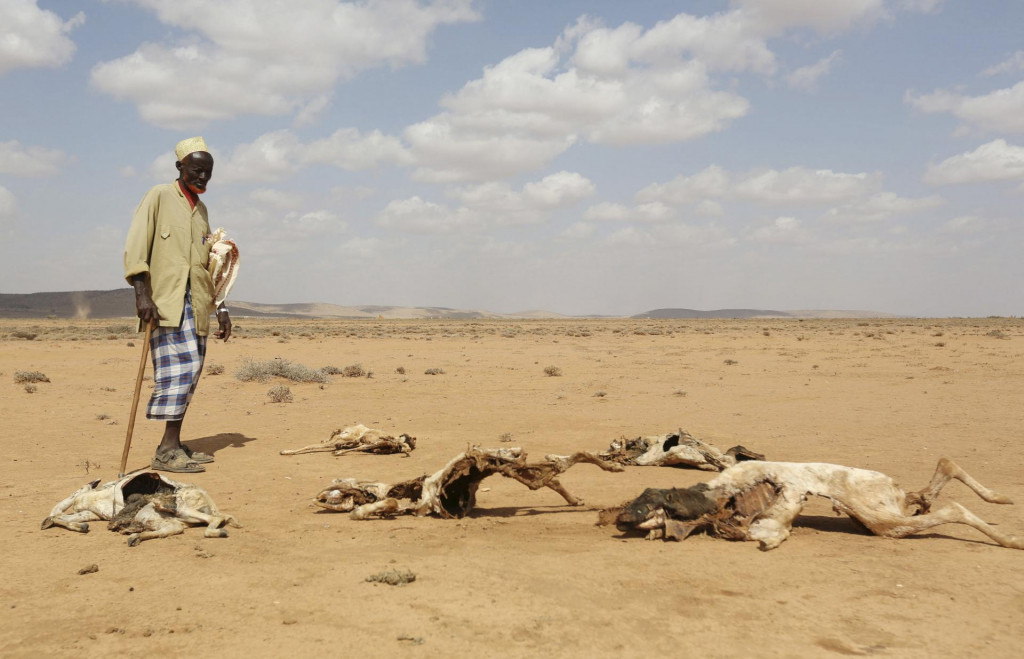 Archívna fotografia, kde muž pozerá na mŕtvoly zvierat, ktoré uhynuli v dôsledku sucha na severe Somálska. FOTO: REUTERS