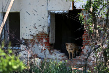 &lt;p&gt;Pes v poškodenom dome Inny Bobryntsevovej, ktorá zomrela počas ruského ostreľovania. FOTO: REUTERS&lt;/p&gt;