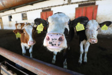 Výrobcovia mlieka čelia pre nárasty cien vstupov vo výrobe kritickej situácii. FOTO: TASR/J. Krošlák