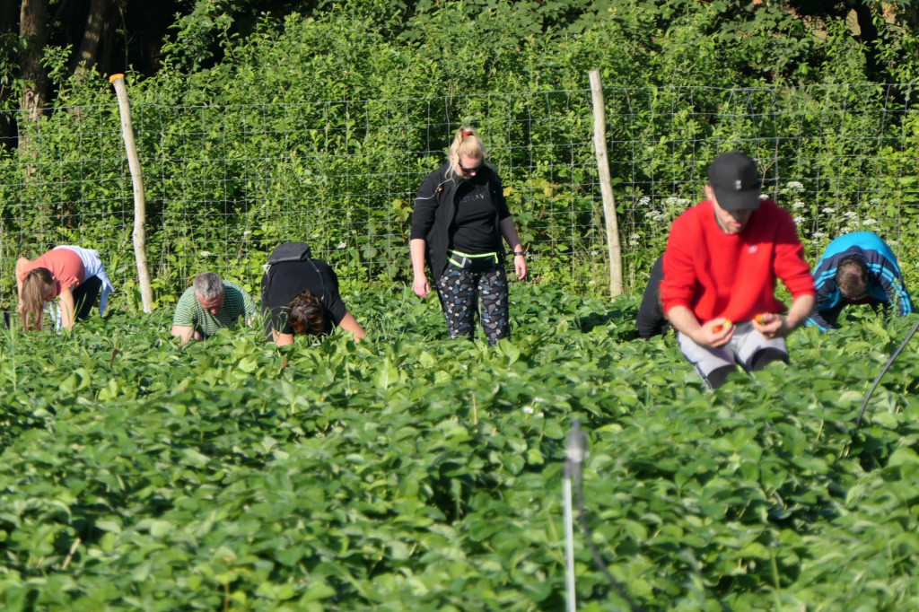 Sezónni pracovníci sú dôležitou súčasťou európskeho, ale aj slovenského trhu práce a sú na nich odkázané viaceré odvetvia. FOTO: TASR/Erika Ďurčová
