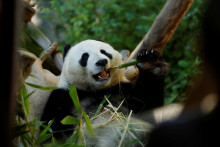 &lt;p&gt;FILE PHOTO: Giant male panda Xiao Liwu eats a meal of bamboo before being repatriated to China with his mother Bai Yun, bringing an end to a 23-year-long panda research program in San Diego, California, U.S., April 18, 2019. Picture taken April 18, 2019. REUTERS/Mike Blake/File Photo&lt;/p&gt;