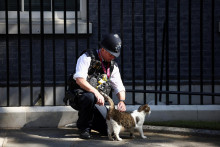 Po odstúpení Borisa Johnsona 8. júla 2022, policajt pred Downing Street hladká kocúra Úradu vlády Spojeného kráľovstva, Larryho. FOTO: REUTERS