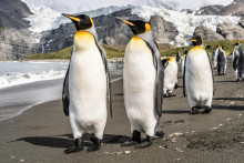 Tučniaky odmietajú lacnejšiu potravu