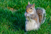 Veverička sivá ničí britský ekosystém