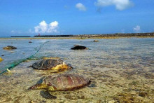&lt;p&gt;”Nič také som nikdy v živote nevidel,” povedal zamestnanec Múzea morských korytnačiek, ktoré sa nachádza na ostrove. FOTO: Twitter/Reuters Pictures &lt;/p&gt;