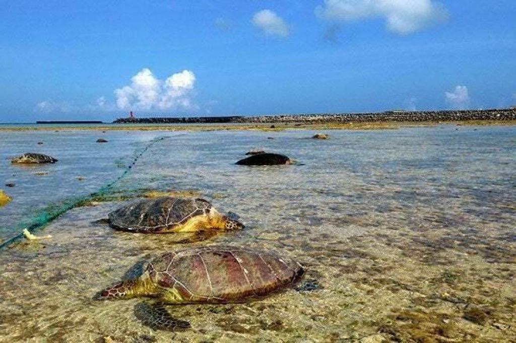 ”Nič také som nikdy v živote nevidel,” povedal zamestnanec Múzea morských korytnačiek, ktoré sa nachádza na ostrove. FOTO: Twitter/Reuters Pictures