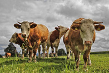 Hovädzí dobytok vyprodukuje ročne až štyri gigatony skleníkových plynov