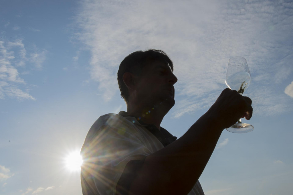 Deň vo vinohradoch a Malokarpatská vínna cesta sú ikonické podujatia zamerané na degustáciu vín v bratislavskom regióne. FOTO: TASR/Michal Svítok