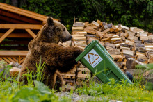 Medvede si v kontajneroch nájdu ľahko dostupnú potravu.