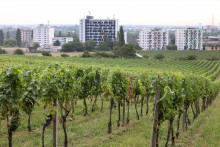 Mestské vinice poľnohospodárskeho družstva Bratislava – Vinohrady. FOTO: HN/Pavol Funtál