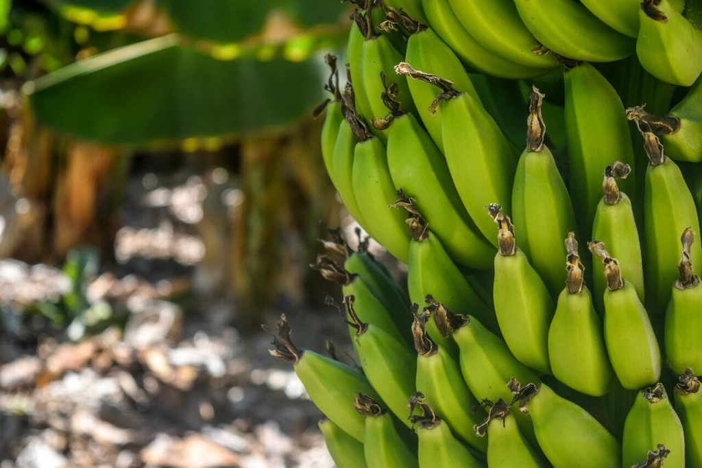 Banánová múka sa získava zo zelených, sušených banánov a je považovaná za superpotravinu.