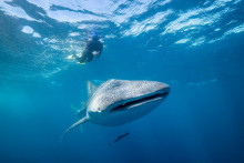 Ak chceš zažiť nejaké vzrušenie, skús si ísť plávať so žralokmi veľrybími v Západnej Austrálii.