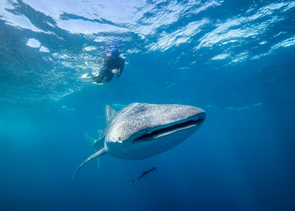 Ak chceš zažiť nejaké vzrušenie, skús si ísť plávať so žralokmi veľrybími v Západnej Austrálii.
