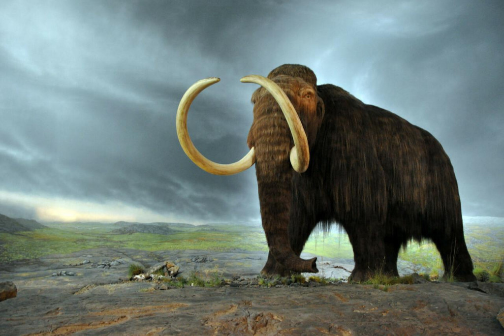 Do šiestich rokov budú kráčať po Zemi mamuty.