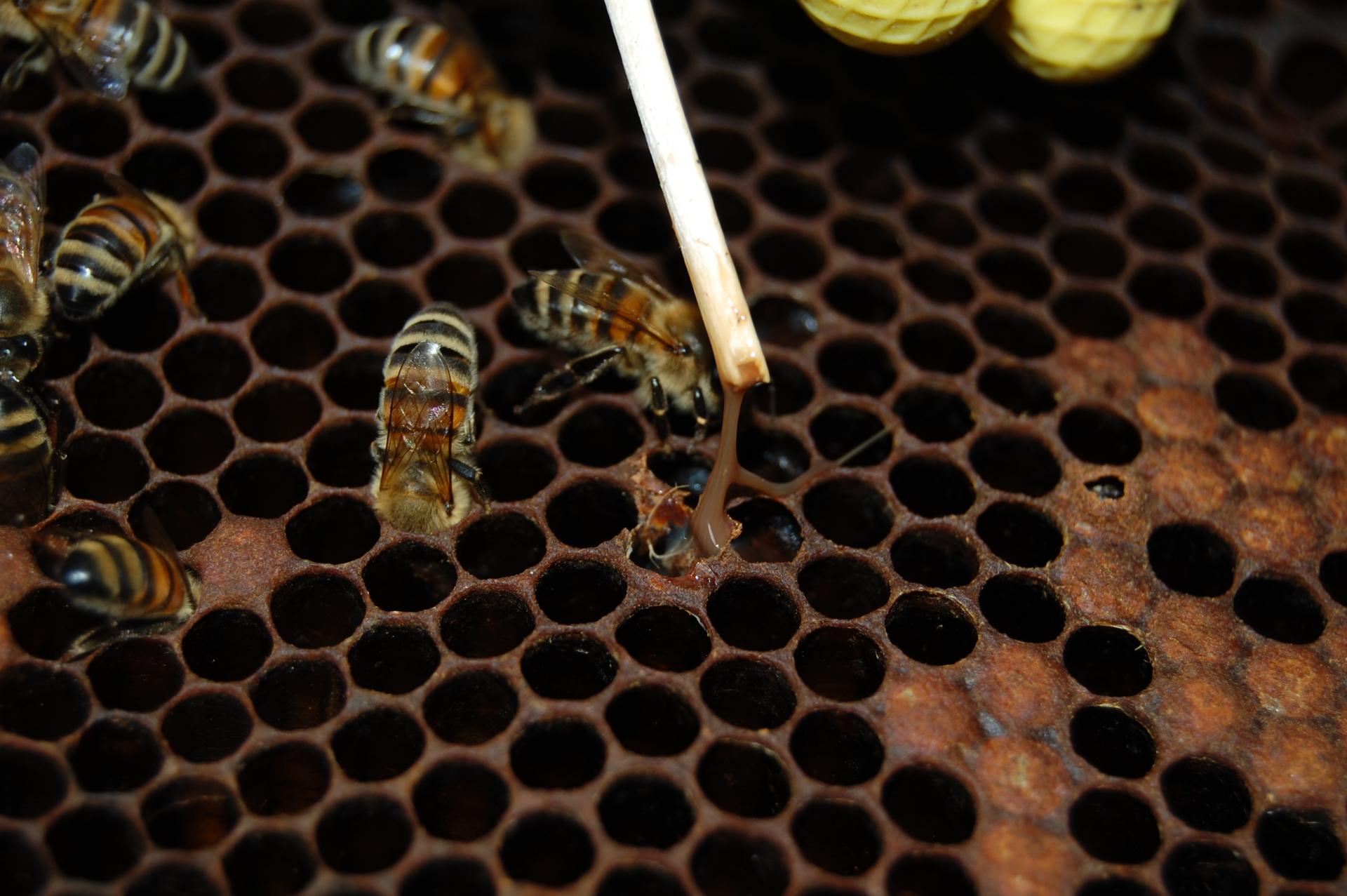Bez včiel sa náš život skončí. Ako zastavíme ich vymieranie?